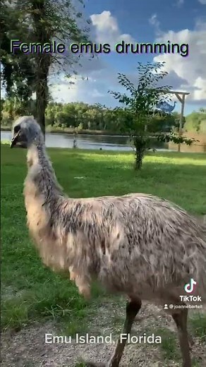 Female emus drumming sound