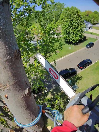 #viralreels #treeworks #usareels #treeworker #treeclimbing #reels #chainsaw #arborist #satisfying | The Tree Guys