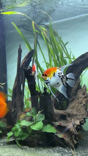 Koi Angelfish: My Favorite Fish for Aquariums