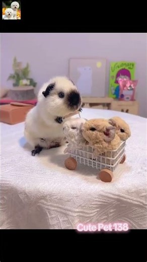 🐹Cutest Guinea Pigs Ever! Adorable Moments That Melt Your Heart🐾♥️#funny #mouse #pets #animal #fyp
