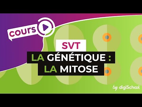 La génétique : La mitose - SVT - digiSchool