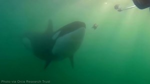 Wild orcas offer humans food. Could they be trying to make friends — or manipulate us?