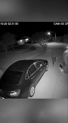 CCTV: Dog Stops Car Thief in Driveway | Real Security Camera Footage