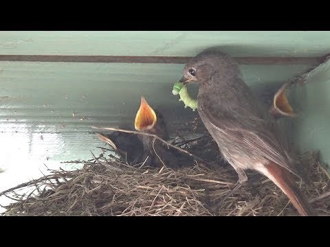 ARDÈCHE - OISEAUX : QUEUE ROUSSE (ROUGE QUEUE)