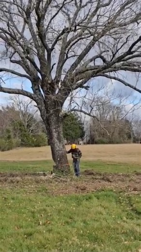 Felling a Dead Oak Tree | Damian Keith