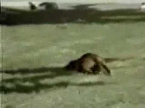 Rusty the Narcoleptic dog