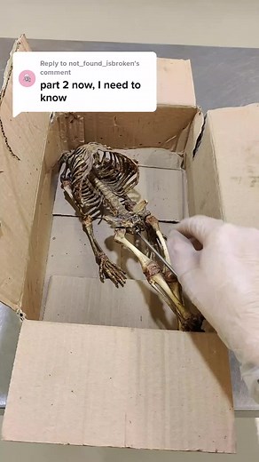 Exploring the Haunted Secret Room: Mystery Unboxing Part 2