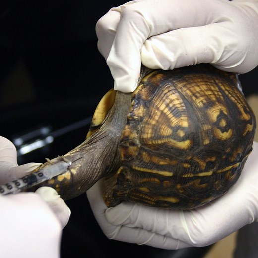 Blood Collection in Turtles and Tortoises - LafeberVet