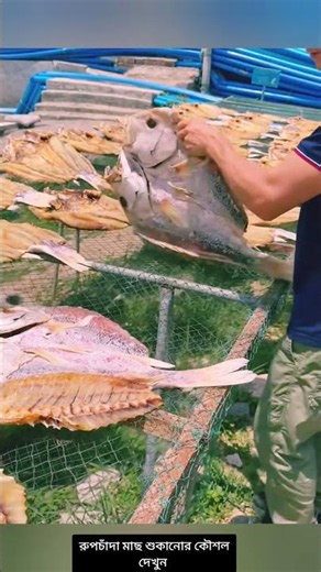 See how dried Rupchanda fish is made in coastal areas