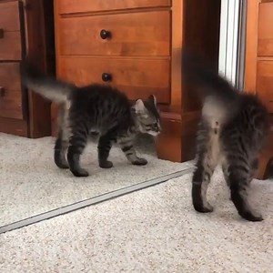 1.6K views · 57 reactions | Cat vs cat! Follow us All About Cats | Cats.com | Facebook
