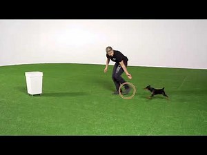 Beginner agility: sending your dog around an object!