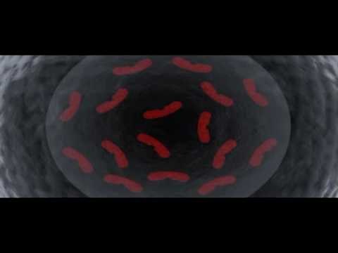 Diploid Haploid Cells | Genetics | Biology