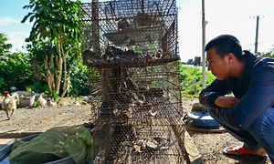 Yucky or yummy: Here’s where Vietnamese rat meat comes from - VnExpress International