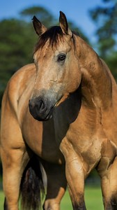 🌟 Meet Mufasa – The Do-It-All Partner! 🐴💫 From steady trails to pulling carts, laying down on command to sorting cattle. This guy is as versatile as they come. 🐄💦 Obstacle trained ✔ Loves water ✔ Ready for anything ✔ Your perfect partner is just a bid away—don’t miss out! ⏳ Auction ends soon! 🔗 Link in comments to learn more. 📍 Poplarville, MS | Contact: Michael Gascon (601-746-7460) If You Want To Learn More, Visit Our Website In The Bio OR Join Us For FREE Inside The 30-Day Horse Help C