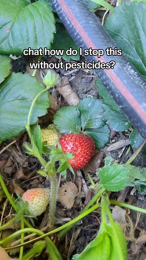 How to Stop Pests on Strawberries Without Pesticides