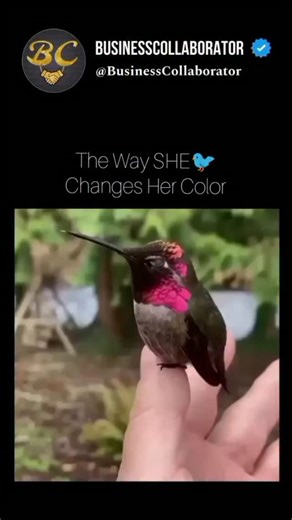 𝐁𝐮𝐬𝐢𝐧𝐞𝐬𝐬 | 𝐂𝐨𝐥𝐥𝐚𝐛𝐨𝐫𝐚𝐭𝐨𝐫 on Instagram: "Hummingbird colors change due to iridescence, a phenomenon where light reflects off the unique microscopic, pancake-shaped structures in their feathers. As the bird moves its head, the angle of the light changes, causing these structures to reflect different wavelengths and create shimmering, shifting hues from a dull color to a vibrant, rainbow-like display. This structural coloration is not a change in pigment but rather a result of ho
