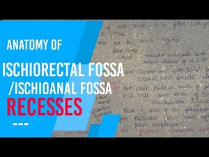 ISCHIORECTAL FOSSA / ischioanal fossa recesses
