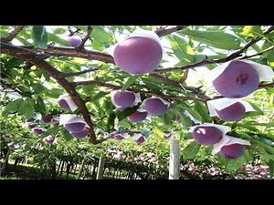 Japan Giant Plum Farm Harvesting - Sumo Plum Japan - Amazing Japan Agriculture Technology