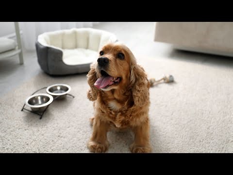 Comparing Cocker Spaniel and Springer Spaniel Sizes and Coats