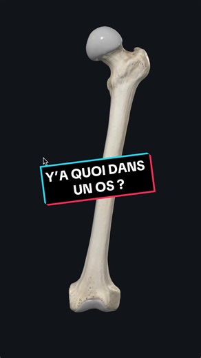 Découverte de l'os : Structure et Fonctionnalités