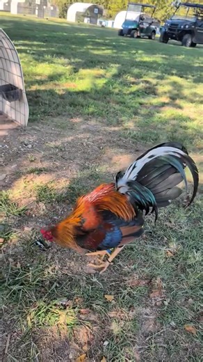 Nice sweater | Sycamore Valley Game Fowl Farm