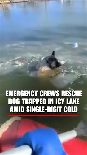 4.1M views · 167K reactions | 'JUST IN TIME': St. Louis Fire Department rescuers save a dog after it falls through an icy lake. The dog is doing well and expected to make a full recovery. | Fox News | Facebook