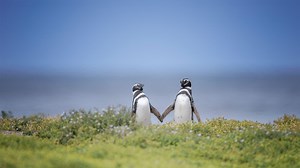 【AI】CherryStudio 里面的嵌入模型是怎么添加的？