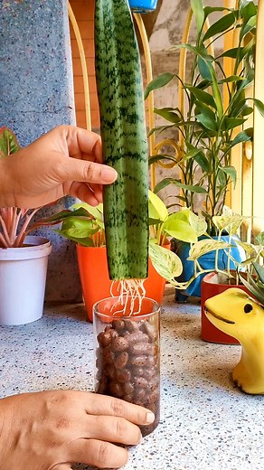 2.4K views · 228 reactions | Snake Plant Propagation from Cutting in Clay Balls (LECA) #snakeplant #snakeplantpropagation #clayballs #leca #semihydroponics | Planting & Decoration | Facebook