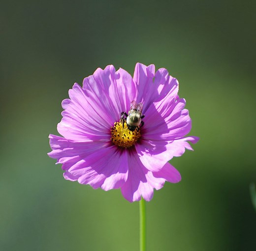 Cosmos Flower Care and Growing Tips