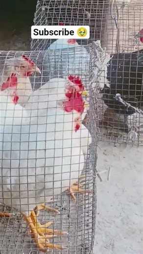 murga dance 🤣🤣