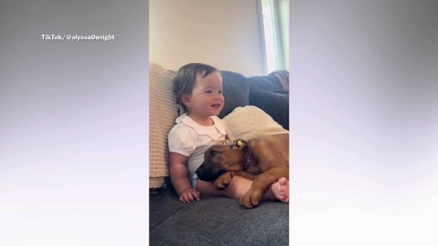 Foster puppy meets baby for first time, it couldn’t have gone any better