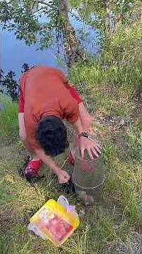 How to bait a crawfish trap 🦞🎣