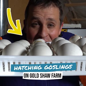 266K views · 9.5K reactions | Hatching goose eggs from start to finish 讀 | Gold Shaw Farm | Facebook