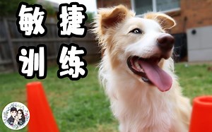主人和边牧在家做敏捷训练，意外发现新技能——秦王绕柱！