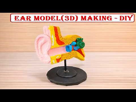 ear model 3d making science project using cardboard | howtofunda | still model