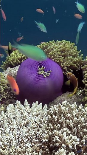 Colorful clownfish dance among vibrant coral in Maldives' underwater paradise