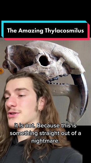 The Amazing Thylacosmilus: A Unique Marsupial Predator