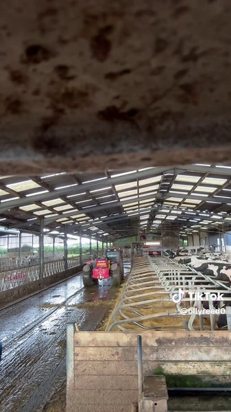 Educational Insights on Cow Farming Techniques