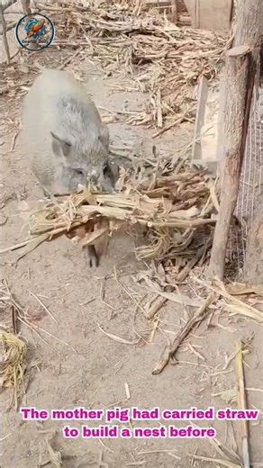 Incredible Farm Moment Piglet Birth and searching for milk