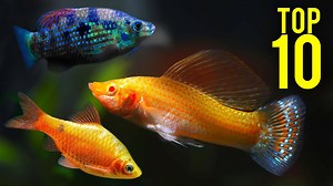 Plecos aren't the only algae eaters for aquariums, so get help with these top 10 cleaner fish! #AquariumCoop | Aquarium Co-Op