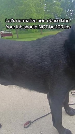 How to Keep Your Labrador at a Healthy Weight: Practical Tips