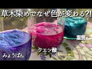 【色変化の草木染め】クエン酸・重曹・ミョウバンの違いと使い方を徹底解説！赤キャベツで発色の違いを検証！