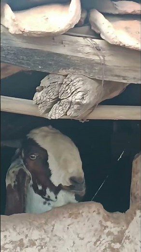 Experience the serene charm of Sabarvani Village in MP! #madhyapradesh