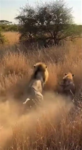 Elephant Defends Calf from Hyenas - Incredible Maternal Strength! #WildlifeEncounter