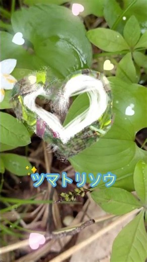 #安達太良山 #日帰り旅 #花を愛でる旅安達太良山ロープウェイで探索して来ました♪(特派員MK)