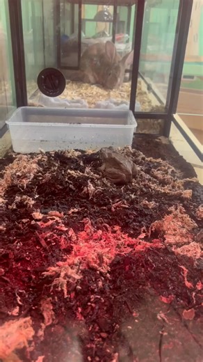 The Colorado River toad (Incilius alvarius), also known as the Sonoran Desert toad, is a toad species found in northwestern Mexico and the southwestern United States. It is well known for its ability to exude toxins from glands within its skin that have psychoactive properties. | N2SA- No Two Stripes Alike