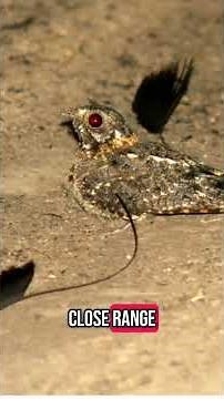 Top 5 Amazing Facts About The Standard-Winged Nightjar You Didn't Know