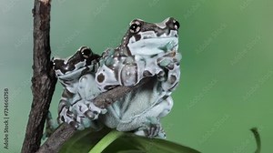 a couple The Amazon milk frog (Trachycephalus resinifictrix) on green leaves, footage panda bear tree frog on leaf. The mission golden eyed tree frog closeup