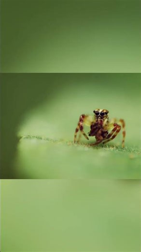 The Spider-Inspired Tech That Could Revolutionize Vision