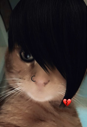 mom i don’t think it’s just a phase anymore 🖤 #piercetheveil #emo #catsoftiktok #foryoupage #upsidedown